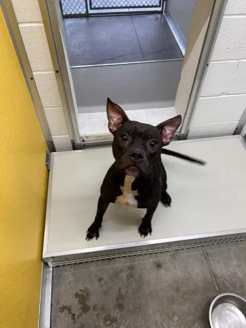 Unknown - Pit Bull Terrier
