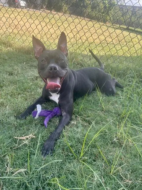 Unknown - Pit Bull Terrier