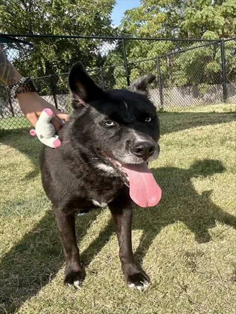 Skye - Husky