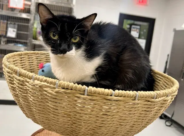 Unknown - Domestic Short Hair