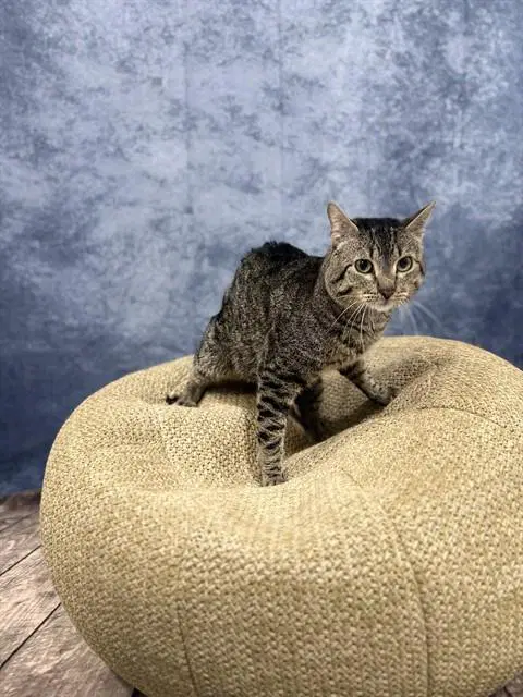 Tiger - Domestic Short Hair