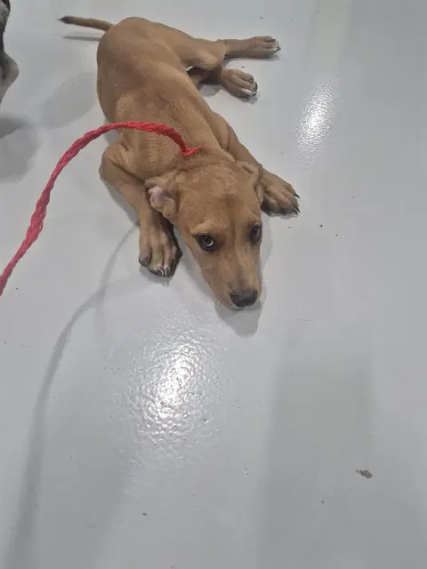 Relish - Rhodesian Ridgeback