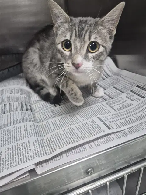 Unknown - Domestic Short Hair