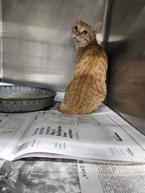 Unknown - Domestic Short Hair