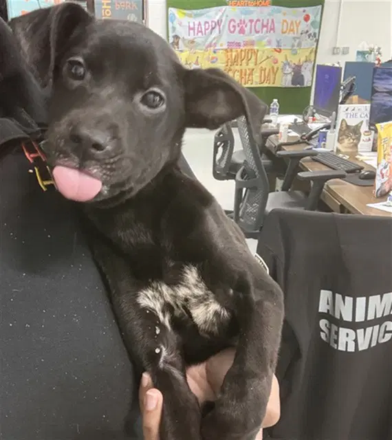 Unknown - Labrador Retriever