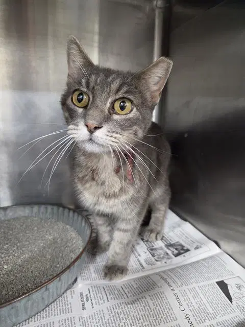Miss Kitty - Domestic Short Hair