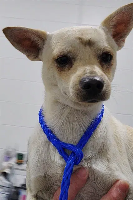 Unknown - Chihuahua