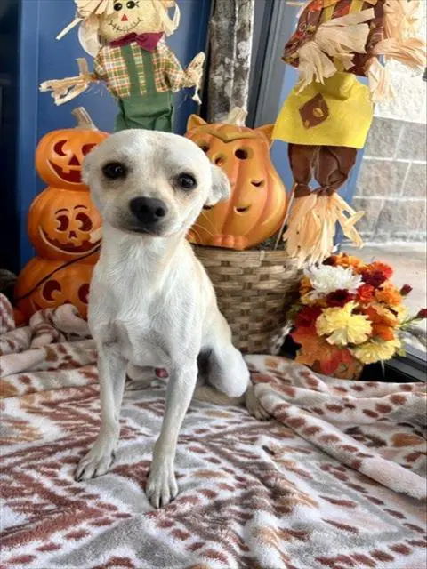 Unknown - Chihuahua