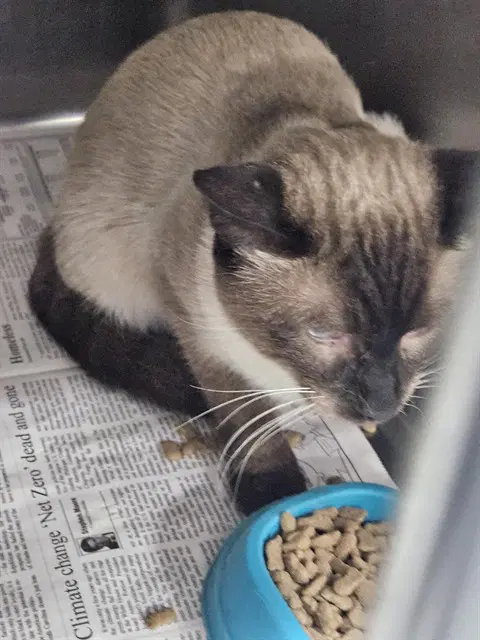 Unknown - Domestic Short Hair