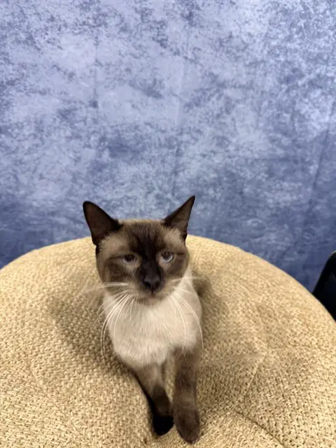 Unknown - Domestic Short Hair