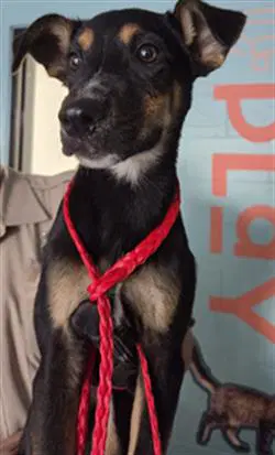 Unknown - German Shepherd Dog