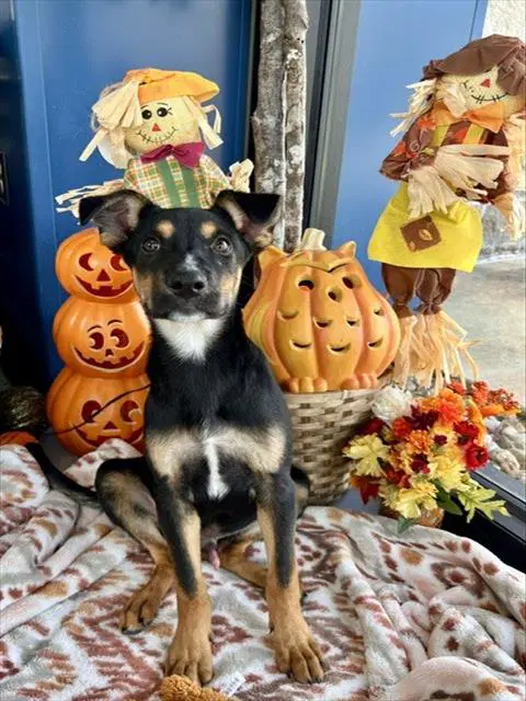 Unknown - German Shepherd Dog