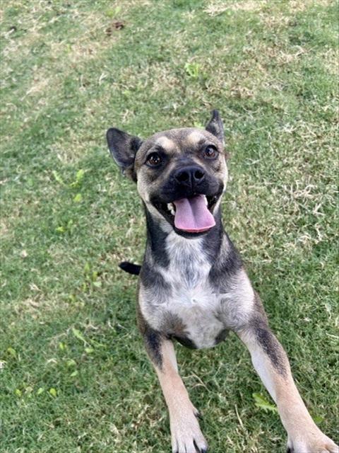 BEAR, a dog for adoption from City of Temple,TX.Animal Shelter