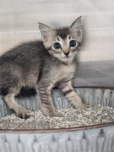Unknown - Domestic Short Hair