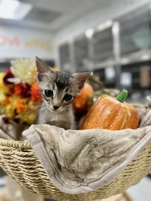Unknown - Domestic Short Hair