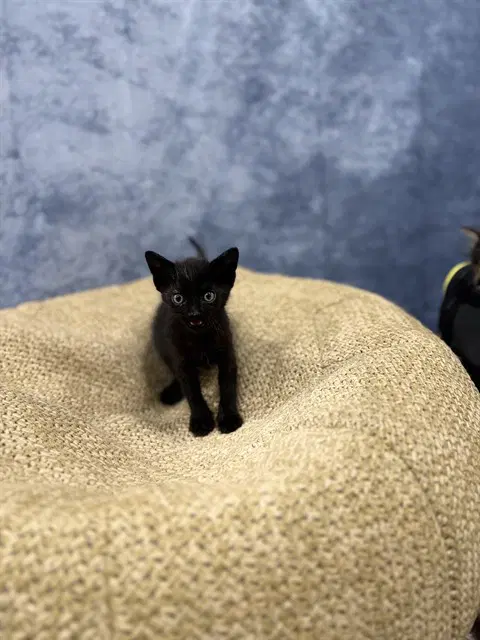 Unknown - Domestic Short Hair