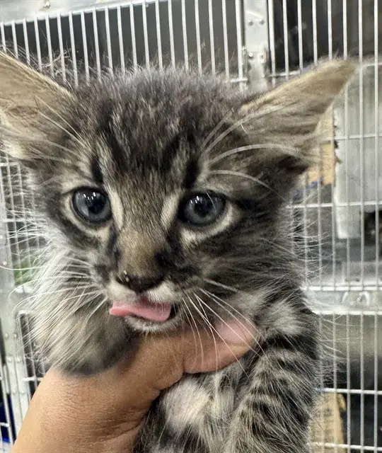 Unknown - Domestic Short Hair