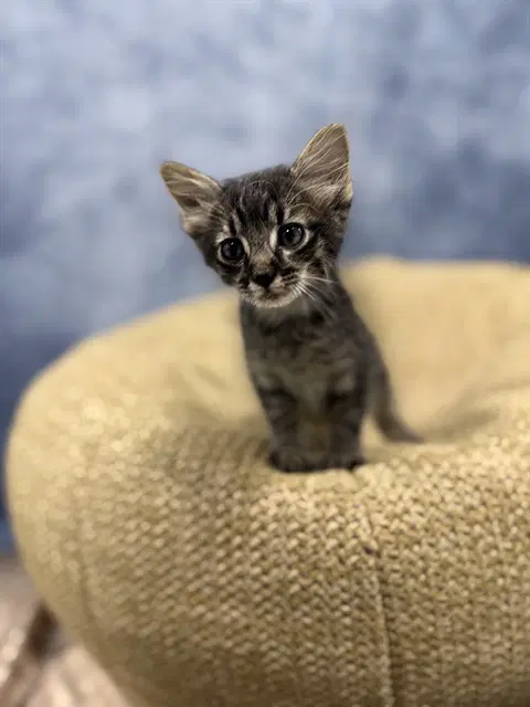 Unknown - Domestic Short Hair