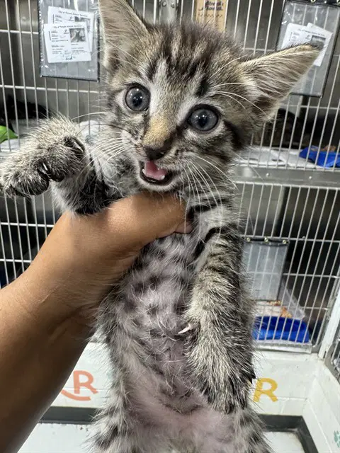Unknown - Domestic Short Hair