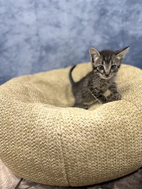 Unknown - Domestic Short Hair