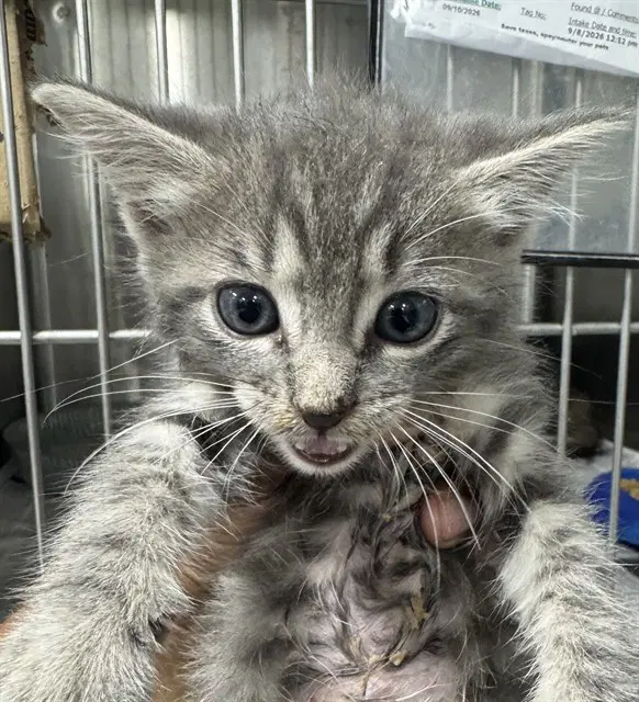 Unknown - Domestic Short Hair