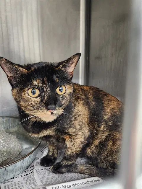 Unknown - Domestic Short Hair