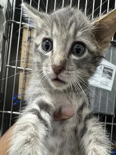 Birch - Domestic Short Hair