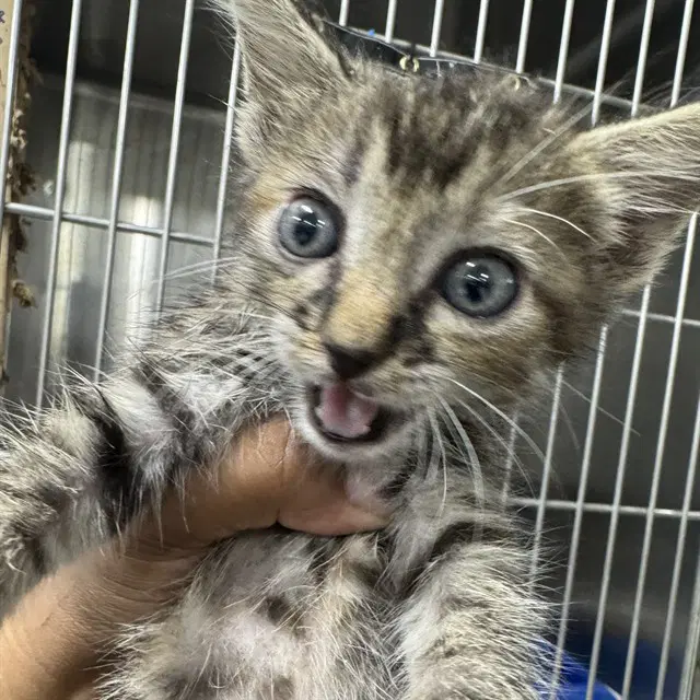 Unknown - Domestic Short Hair