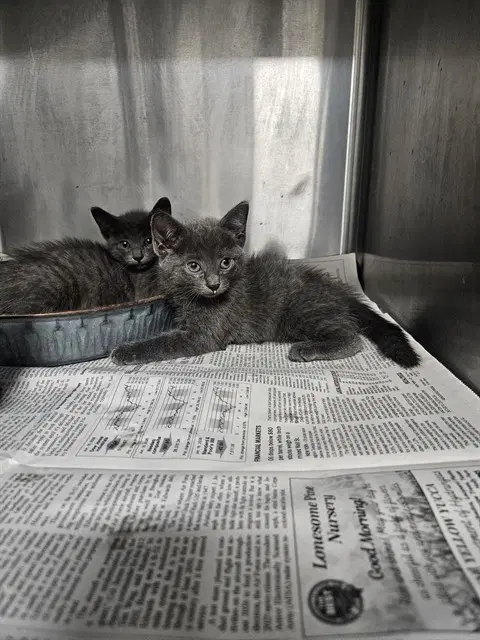 Unknown - Domestic Short Hair