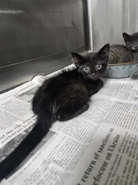 Unknown - Domestic Short Hair
