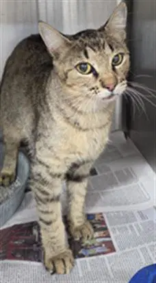 Unknown - Domestic Short Hair