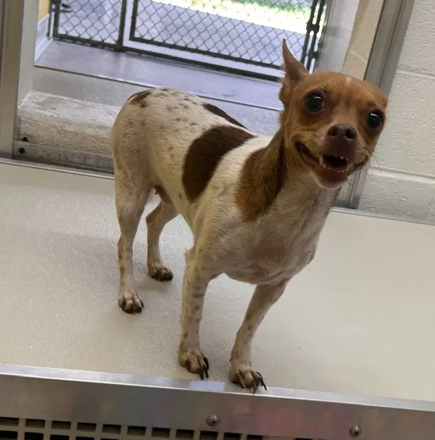 Unknown - Chihuahua