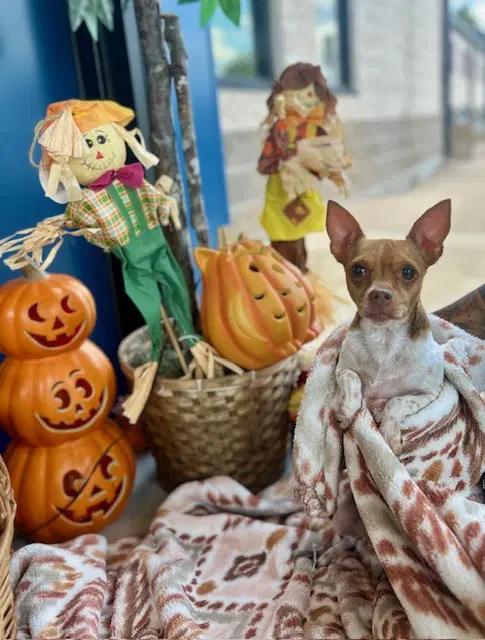 Unknown - Chihuahua