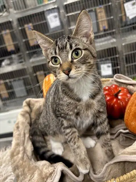 Unknown - European Shorthair