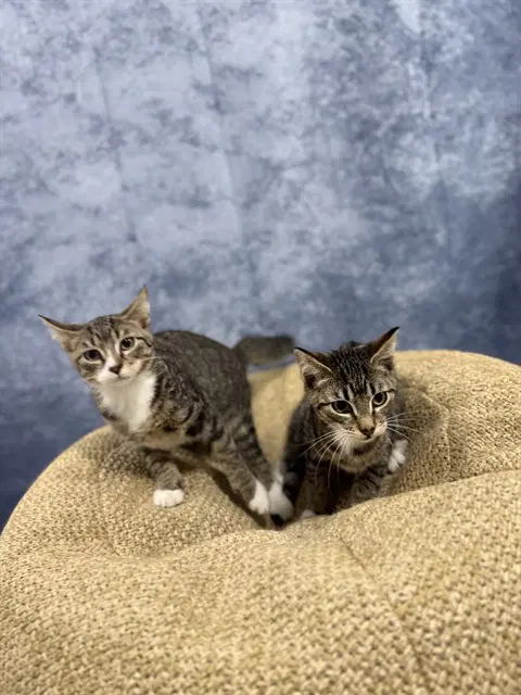 Unknown - Domestic Short Hair