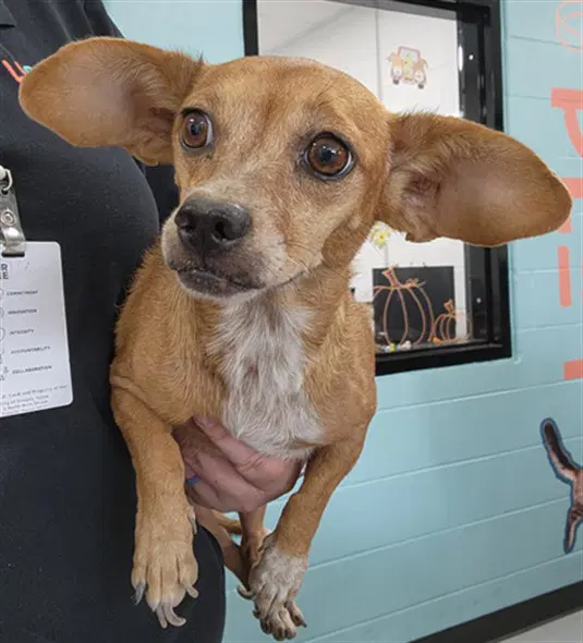 Penny - Chihuahua