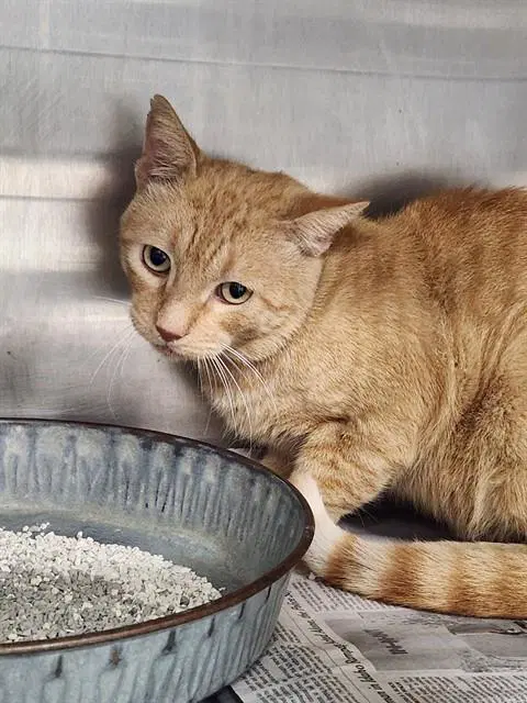 Unknown - Domestic Short Hair