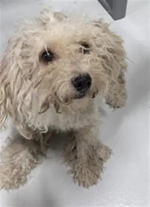 Soup - Poodle (Miniature)