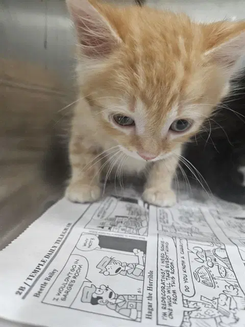 Unknown - Domestic Medium Hair