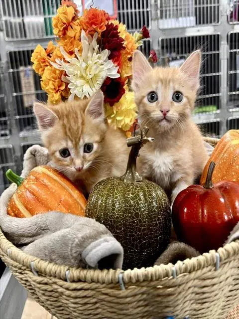 Unknown - Domestic Medium Hair