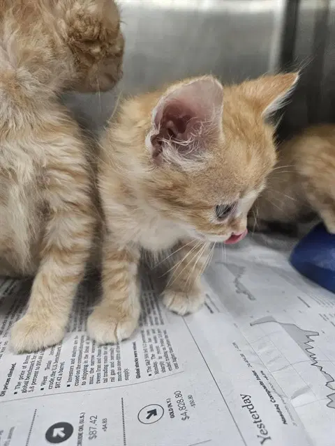 Unknown - Domestic Medium Hair