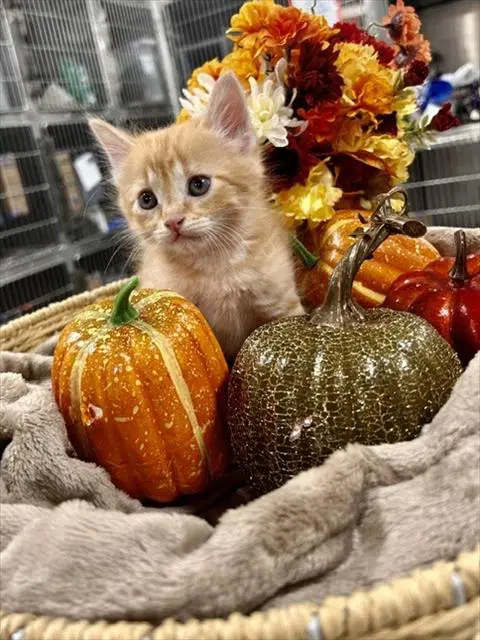 Unknown - Domestic Medium Hair
