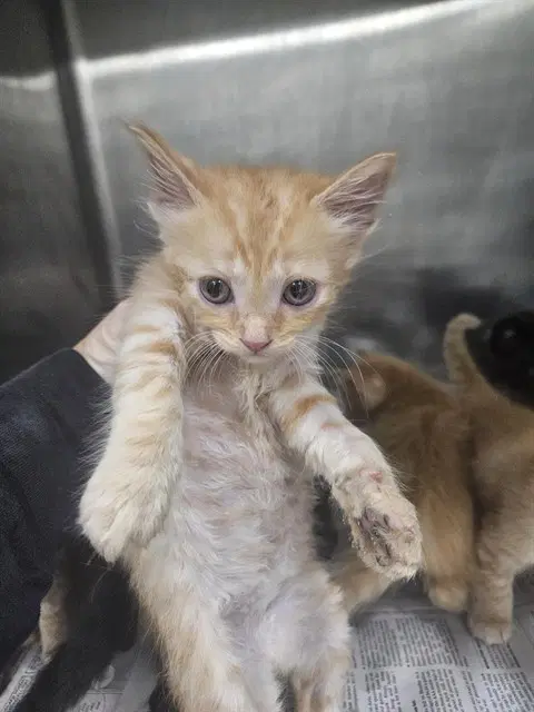 Unknown - Domestic Medium Hair