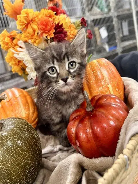 Unknown - Domestic Medium Hair