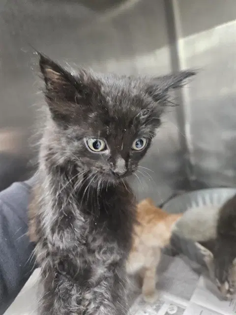 Unknown - Domestic Medium Hair