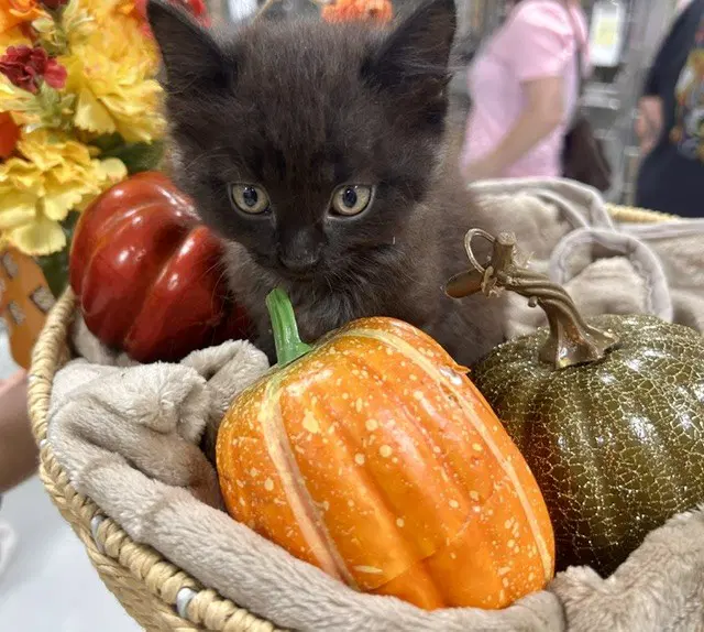 Unknown - Domestic Medium Hair