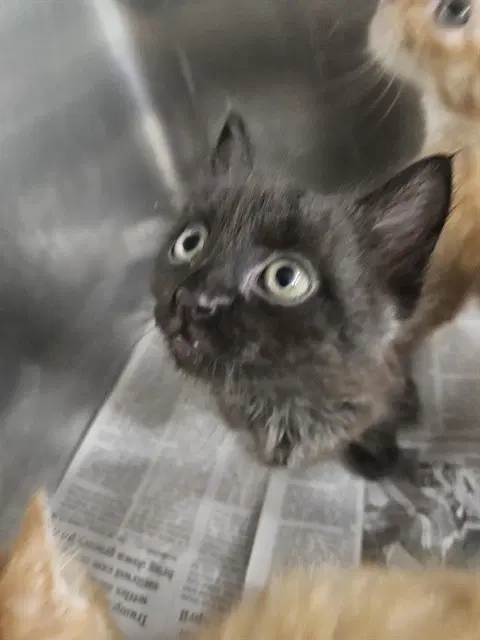 Unknown - Domestic Medium Hair