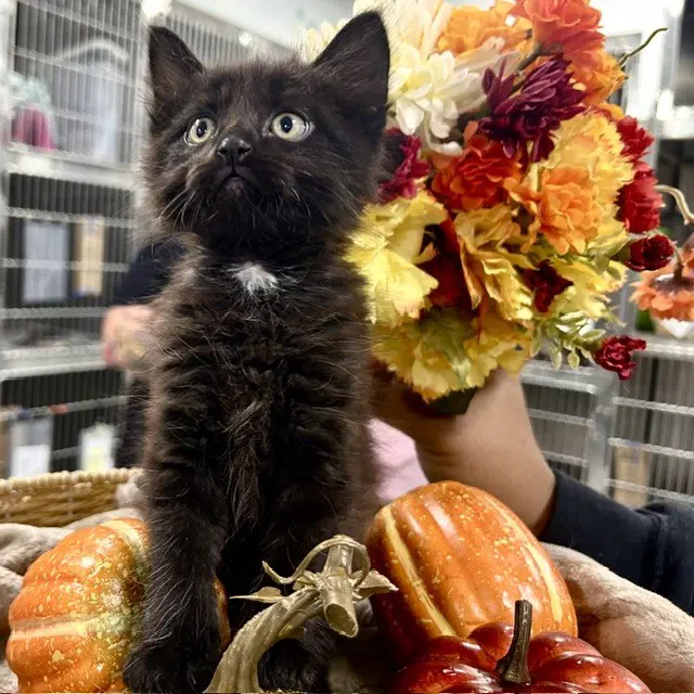Unknown - Domestic Medium Hair