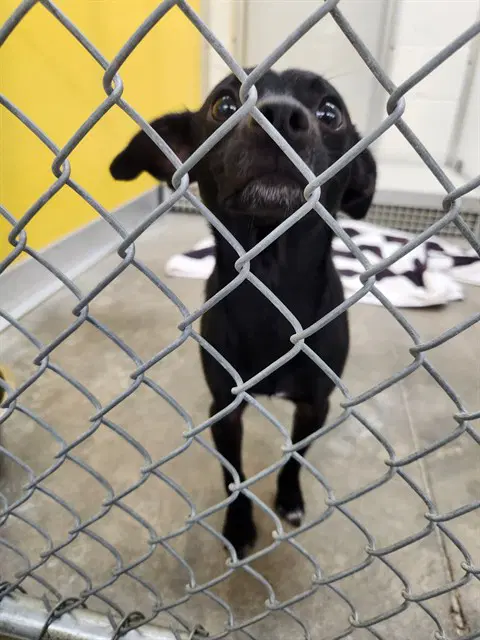 Zion - Chihuahua