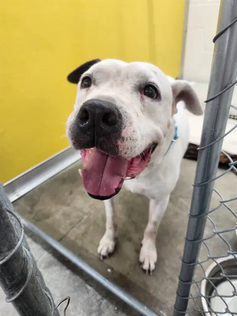 Snoopy - Staffordshire Bull Terrier